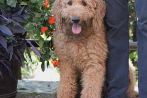 Dad to the Goldendoodle