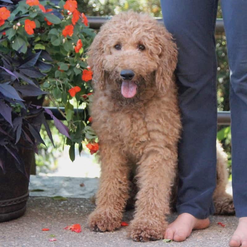 curly goldendoodle