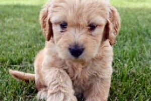 Shipping your Goldendoodle puppy