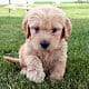Shipping your Goldendoodle puppy