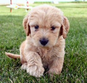 Shipping your Goldendoodle puppy - Doodlepuppy.com