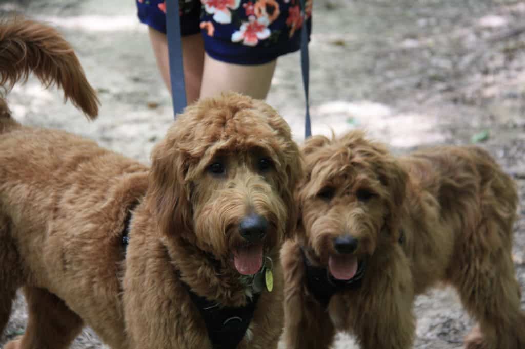 See our Red Goldendoodle Puppies for Sale from Dakota's Litter
