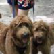 Dakota’s Red Goldendoodle Puppies for Sale
