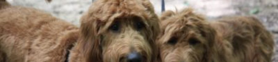 See our Red Goldendoodle Puppies for Sale from Dakota's Litter