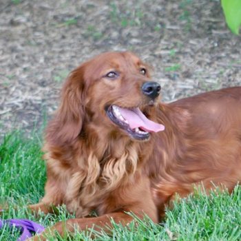 Irish Goldendoodle Mom