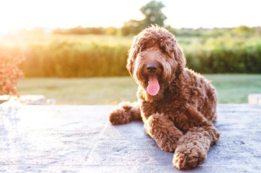 Goldendoodle Puppies for Sale from Sunshine Acres