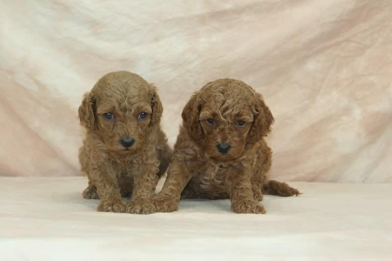 Red and Apricot Moyen Poodle Puppies for Sale | Sunshine ...