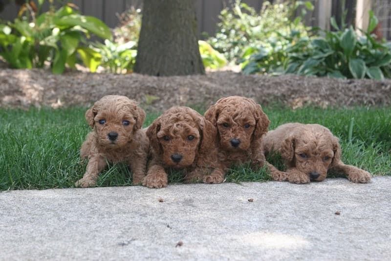 Red and Apricot Moyen Poodle Puppies for Sale | Sunshine Acres ...