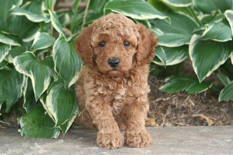 Red and Apricot Moyen Poodle Puppies for Sale | Sunshine Acres ...