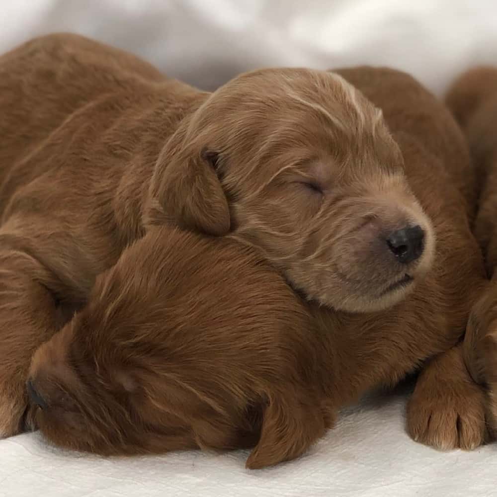 Sunshine Acres Goldendoodles: Queen's Litter