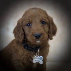 sunshine acres doodles