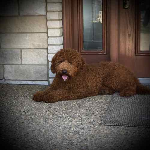Dad to Red Irish Goldendoodle Puppies for Sale