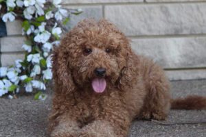 Red Moyen Poodle is a father to Goldendoodles and Moyen Poodles