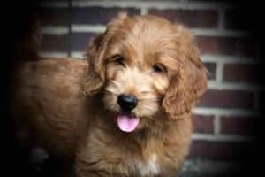 F1 Goldendoodle Puppy for Sale