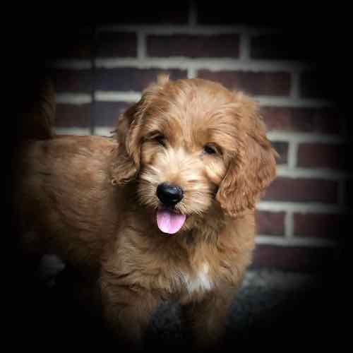 F1 Goldendoodle Puppy for Sale
