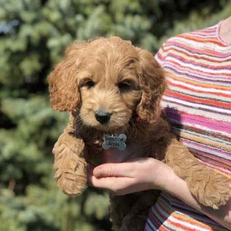 Sunshine Acres Goldendoodles Goldendoodle Puppies For Sale In New York