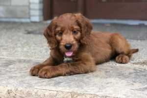 Red Goldendoodle Puppy for Sale