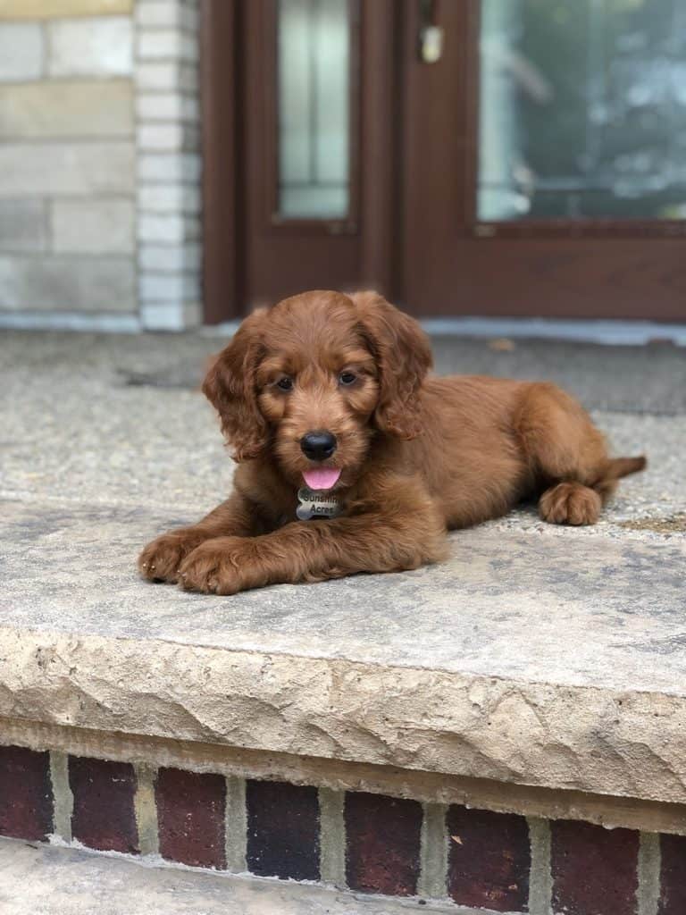 Red Goldendoodle Puppy for Sale