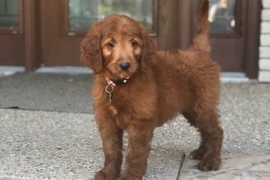 Penny, An Irish Goldendoodle Puppy