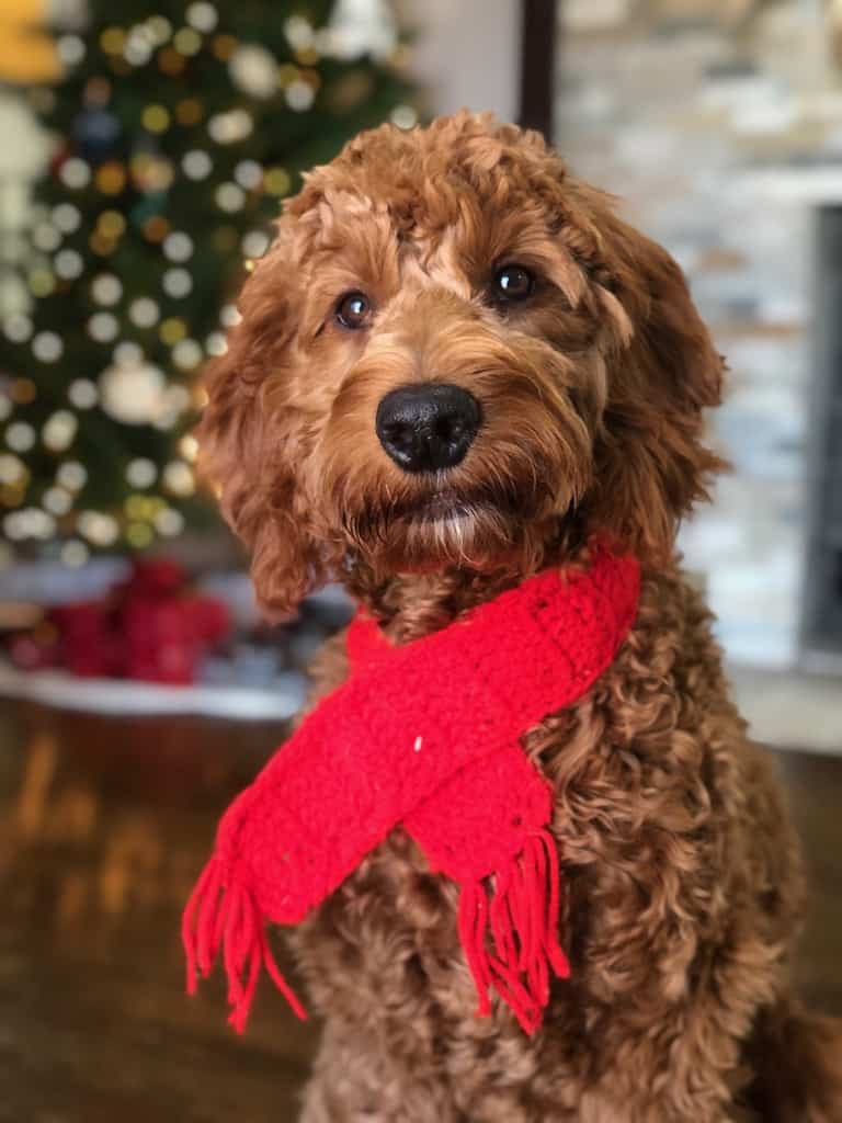 Sunshine Acres Goldendoodles A Goldendoodle Happy Holiday Puppy