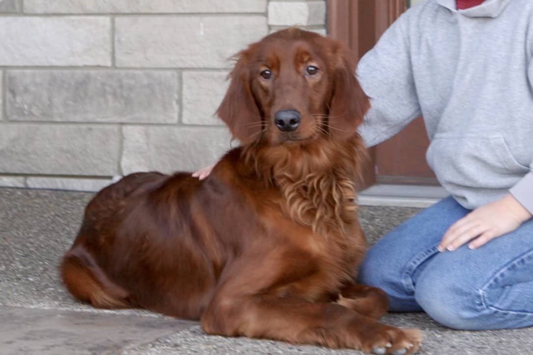 sunshine acres goldendoodles