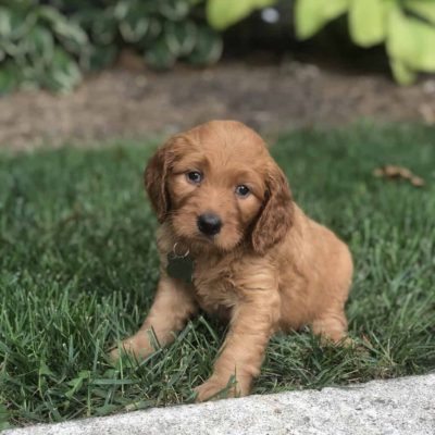 apricot Goldendoodle puppies for sale - Sunshine Acres ...