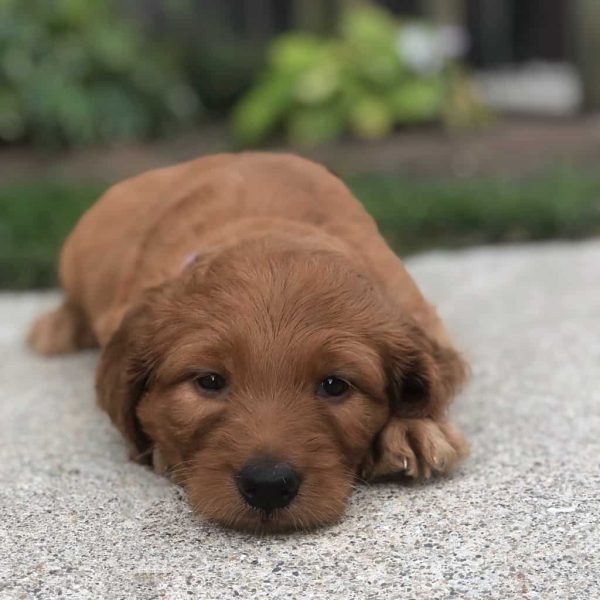 Sadie