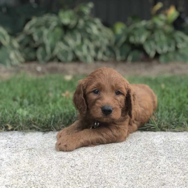 Bentley