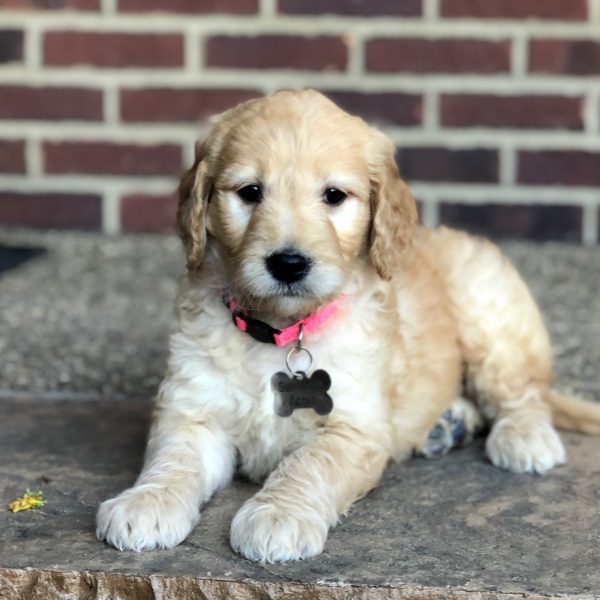 Lilly