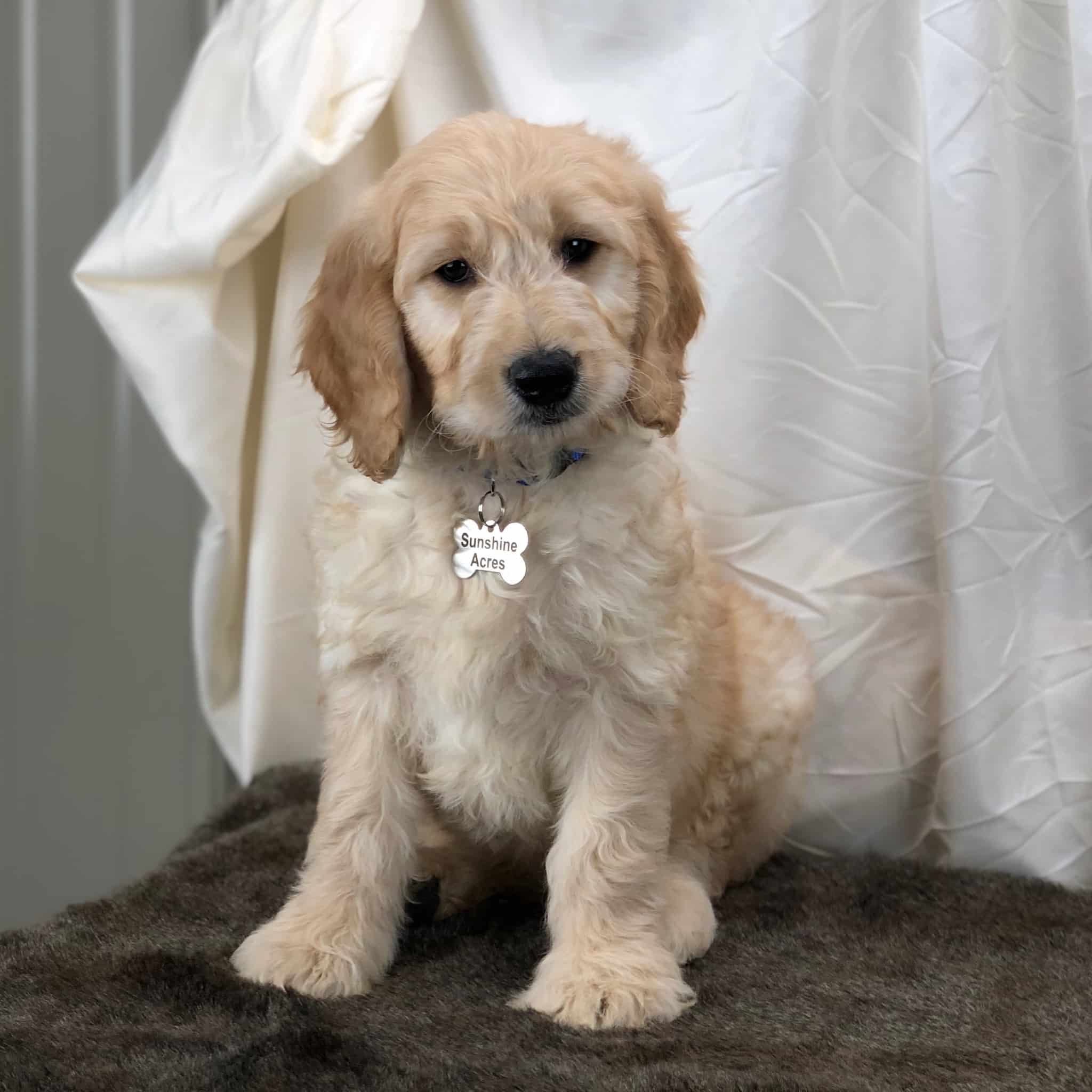 Sunshine Acres Goldendoodles Max