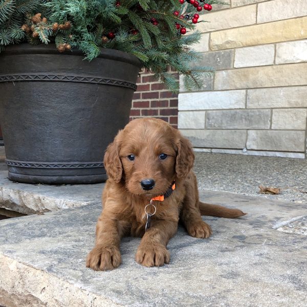 Indy