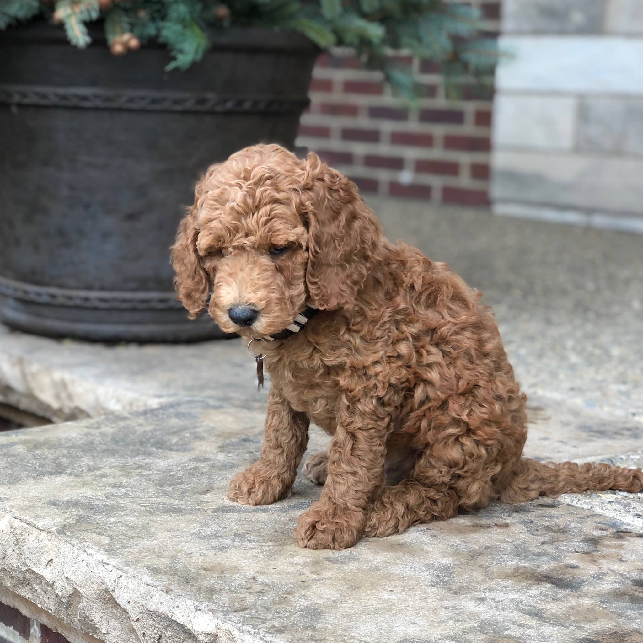 Sunshine Acres Goldendoodles: Ginger’s Moyen Poodle Boy