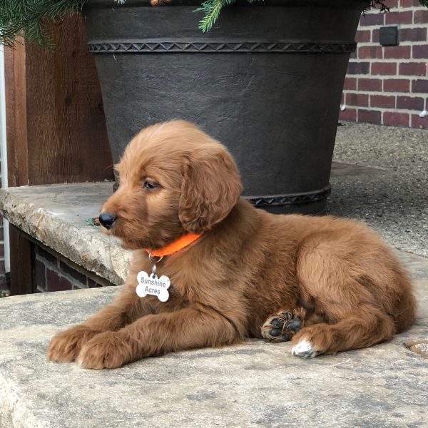 Teddy