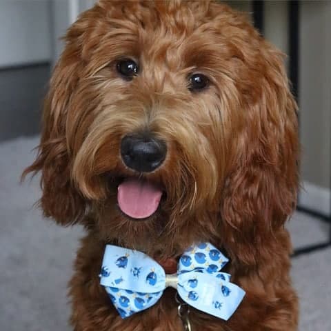 Types of Goldendoodles