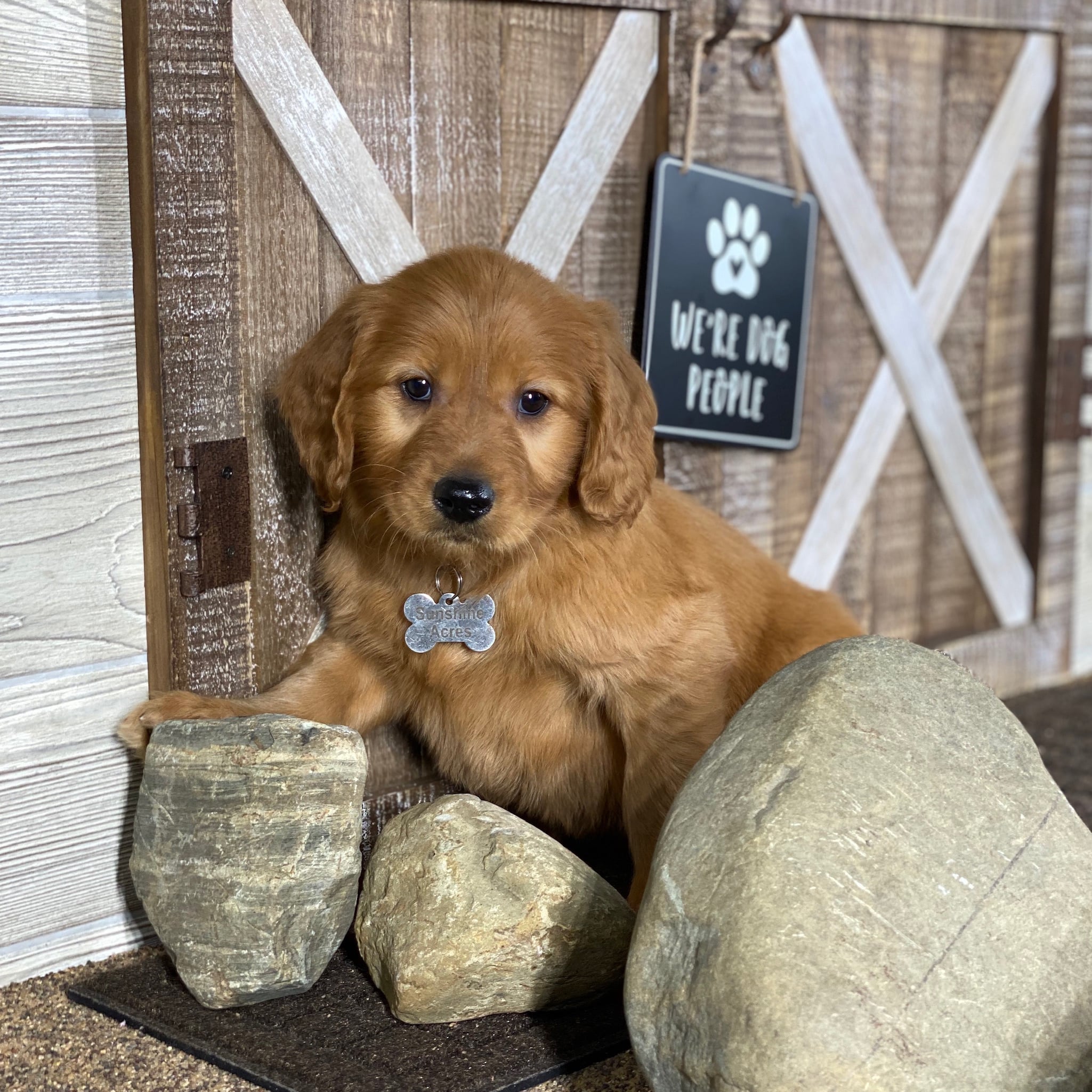 Sunshine Acres Goldendoodles: Jack