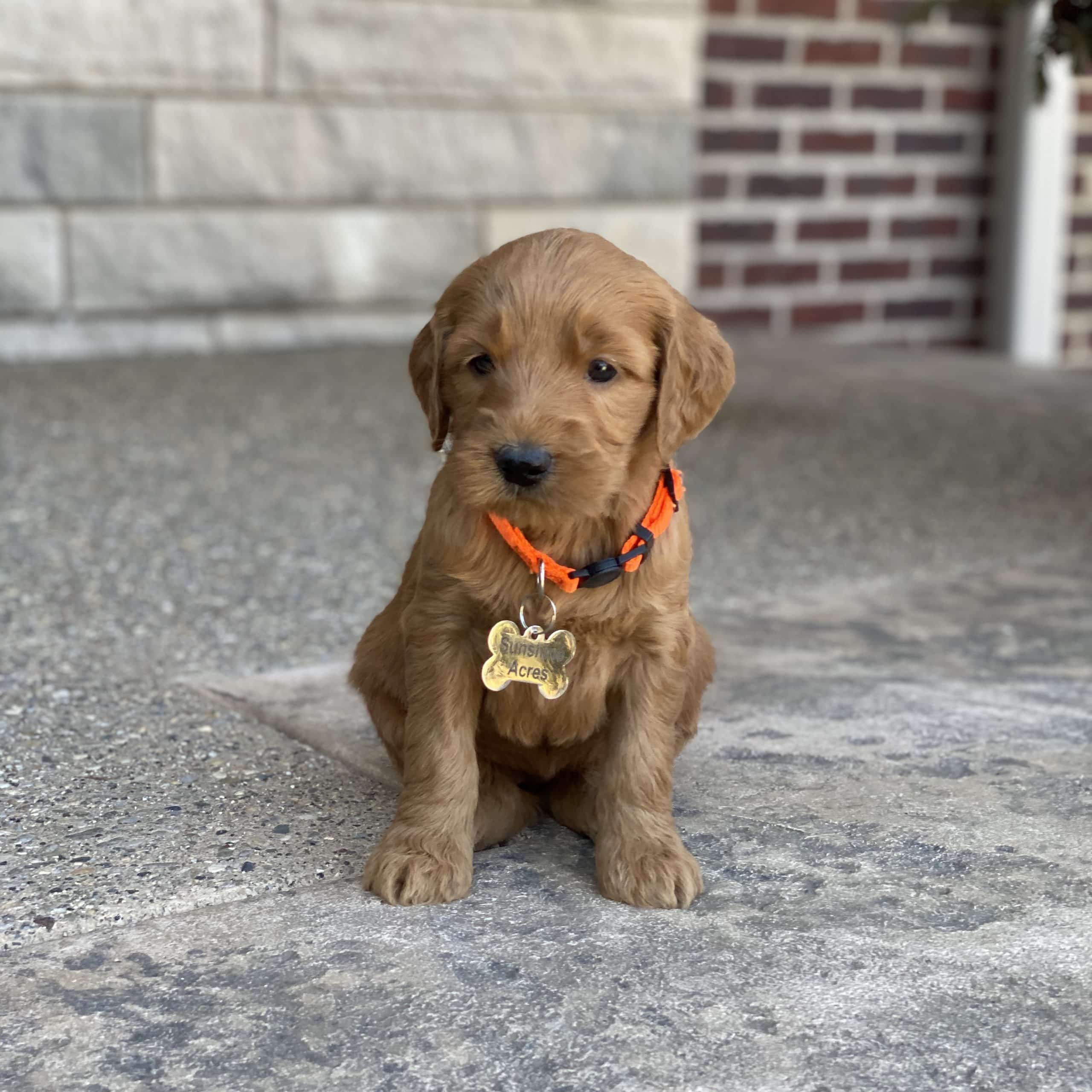 Sunshine Acres Goldendoodles Hattie