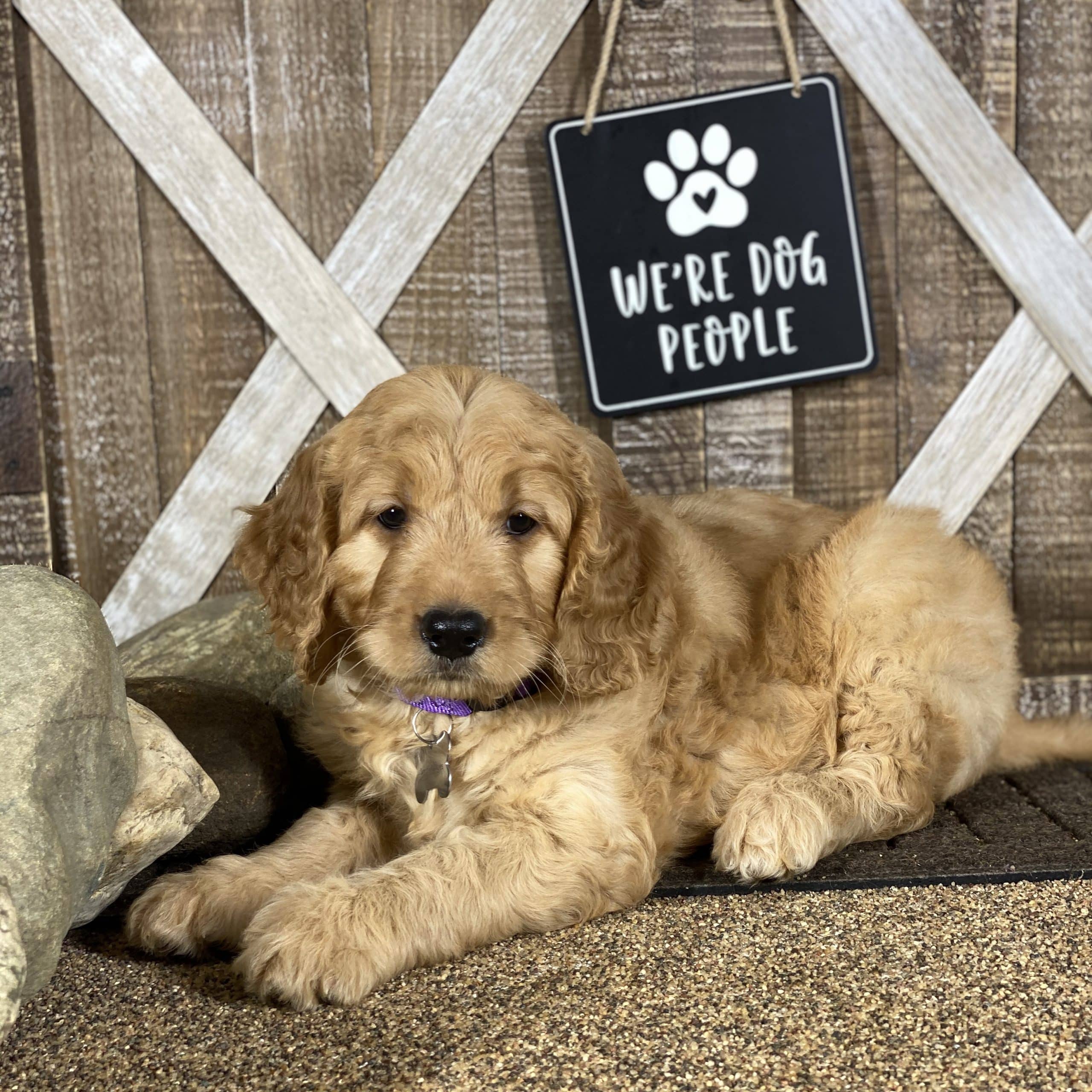 Sunshine Acres Goldendoodles img_8615.jpg