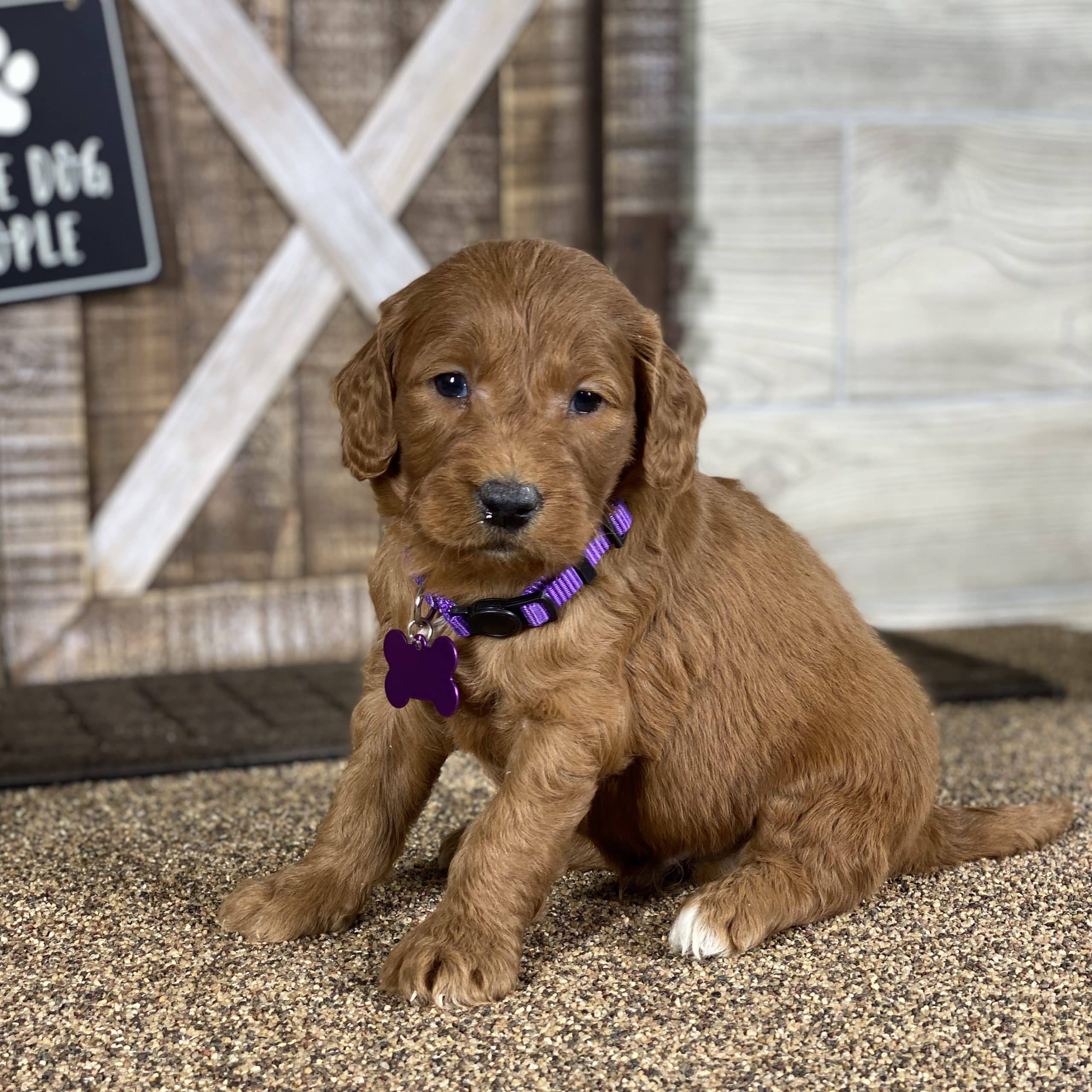 Puppies For Sale Jasper Al