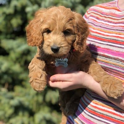 Irish Goldendoodle Puppy