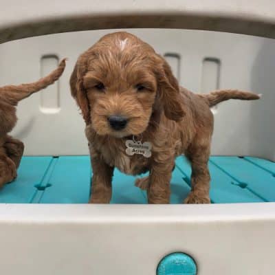 Irish Goldendoodle Puppy