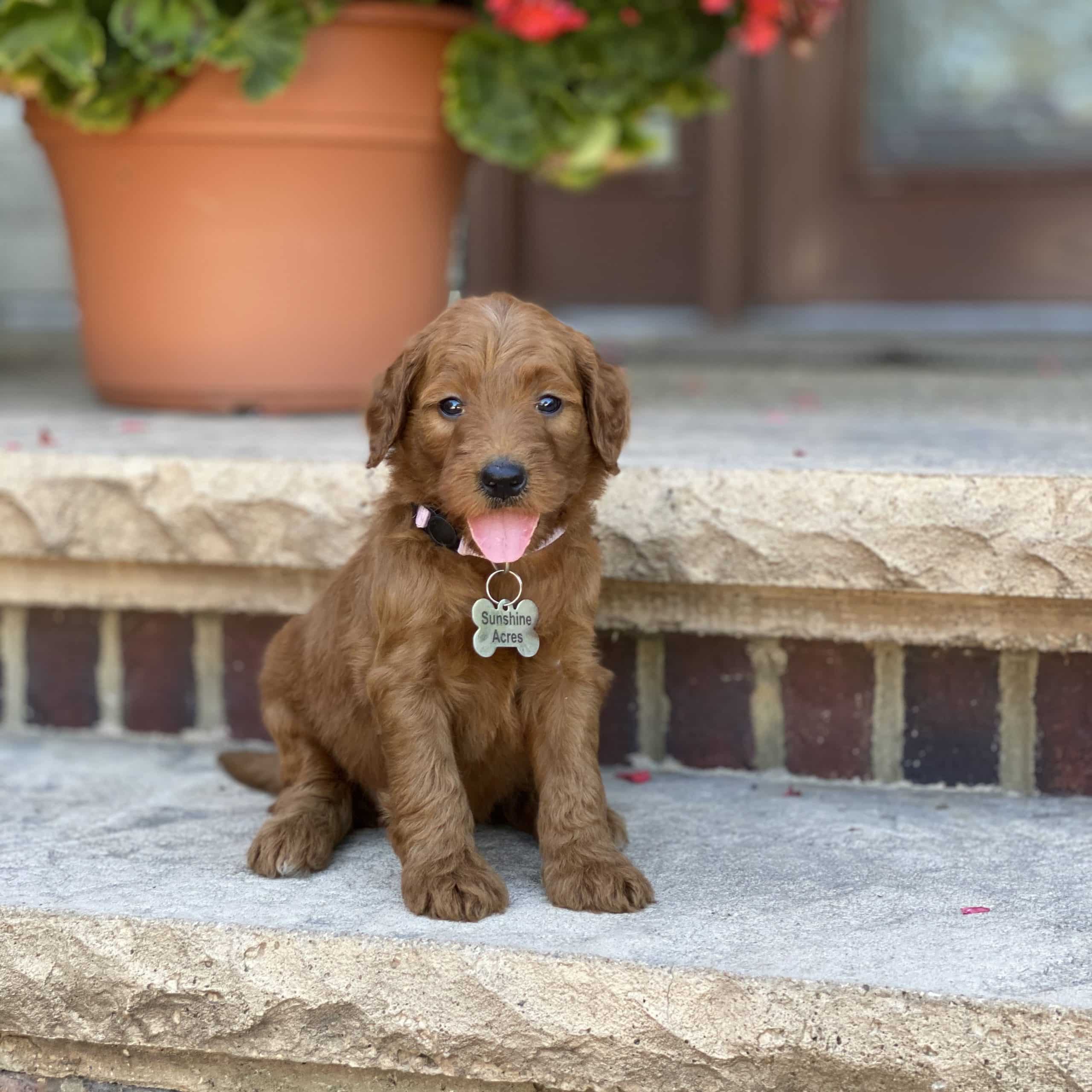 Sunshine Acres Goldendoodles: Violet