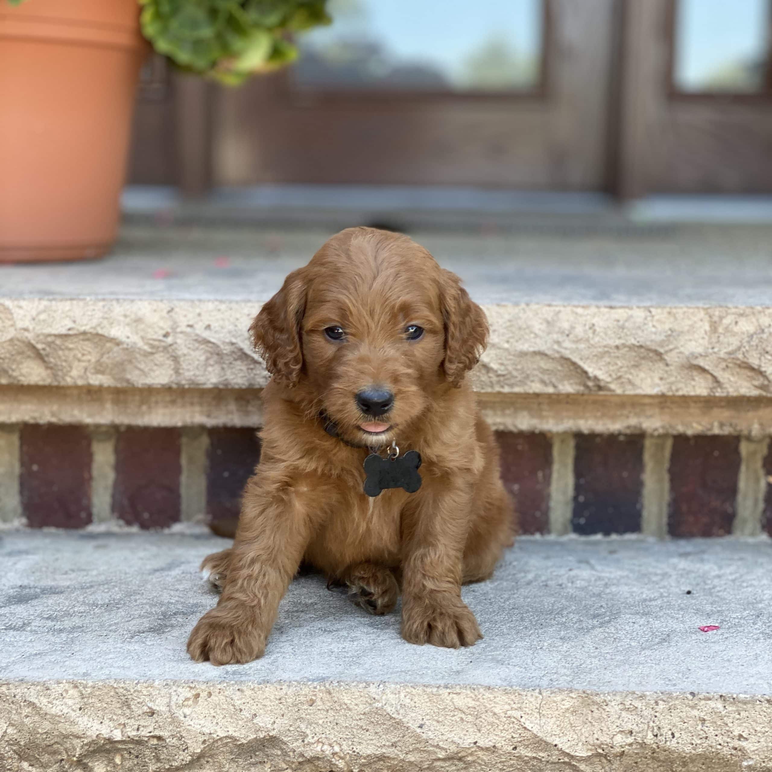 Sunshine Acres Goldendoodles: Ollie