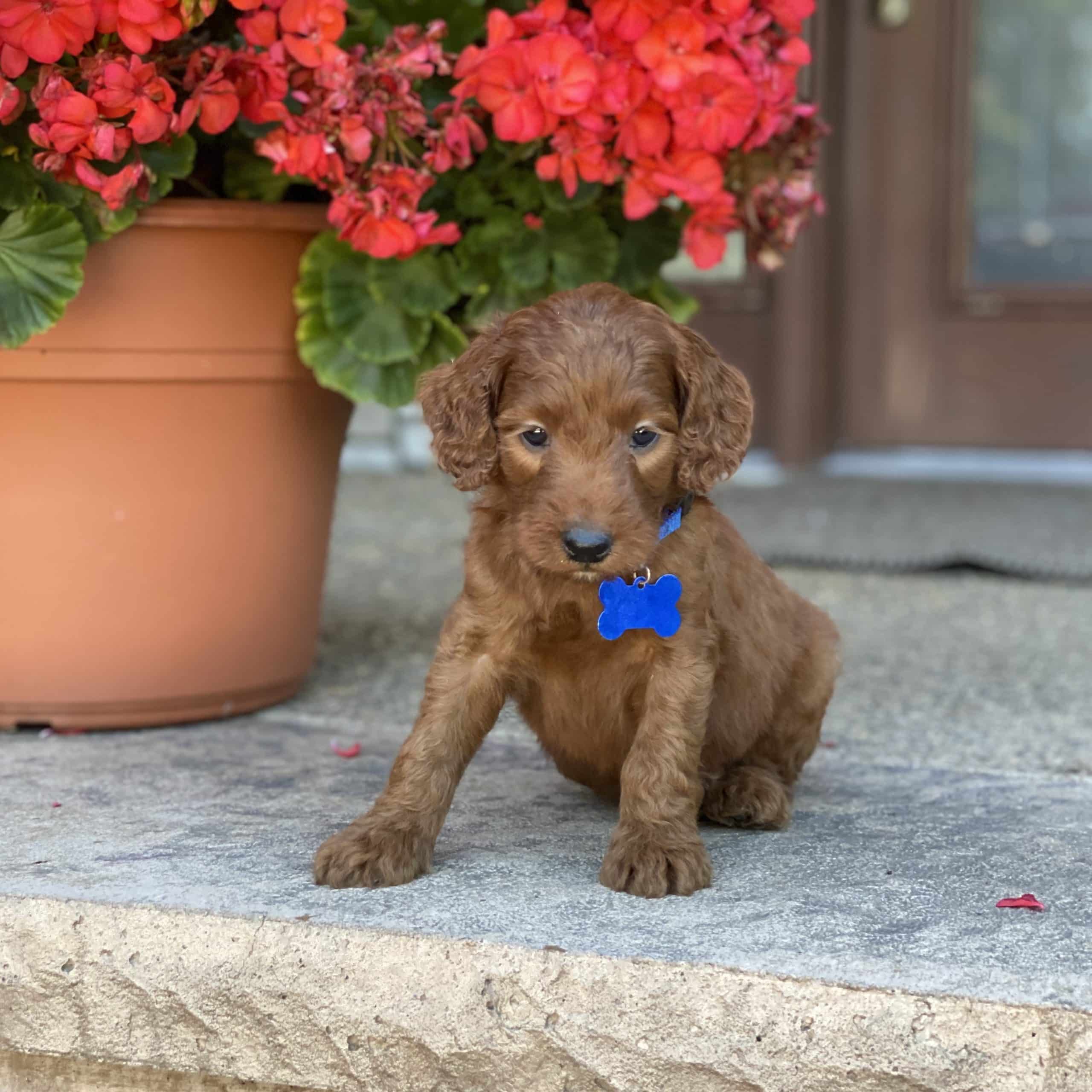 Sunshine Acres Goldendoodles Lad
