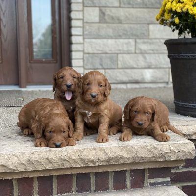 Taylor’s Litter Coming Soon