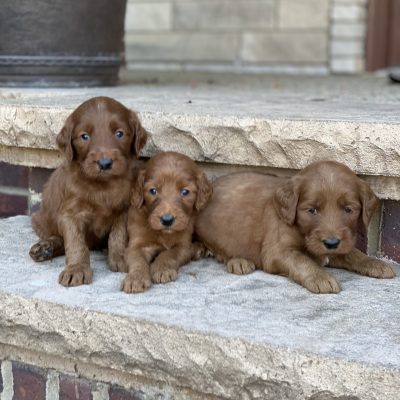 Trixie’s Litter Coming Soon