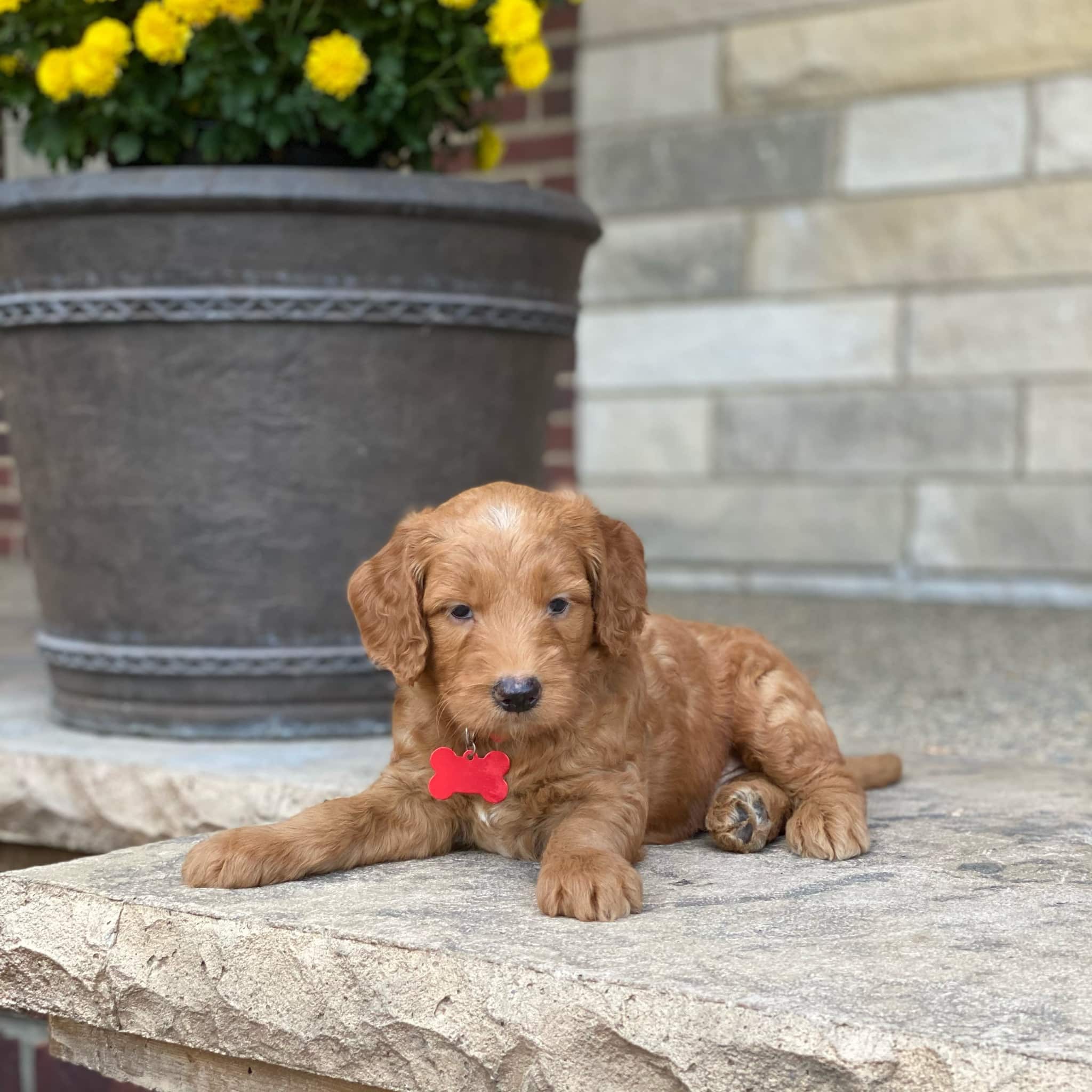 Sunshine Acres Goldendoodles Max Sunshine Acres Goldendoodles Max