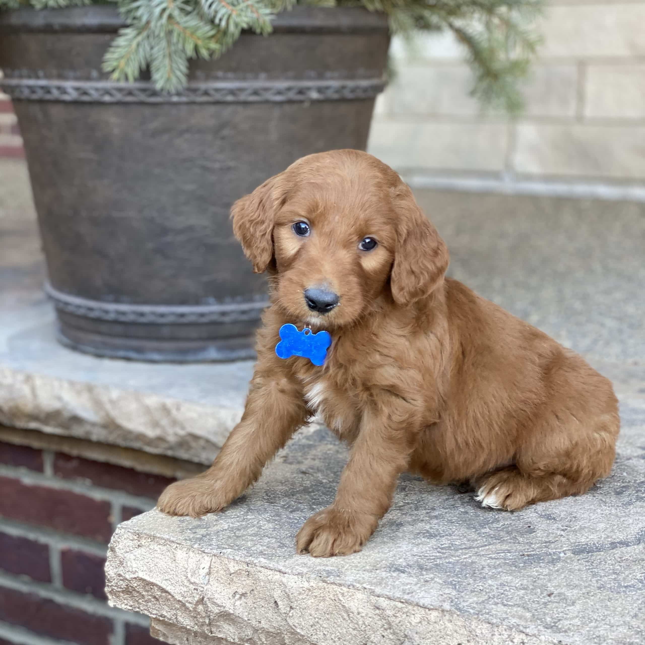 Sunshine Acres Goldendoodles: Tyson