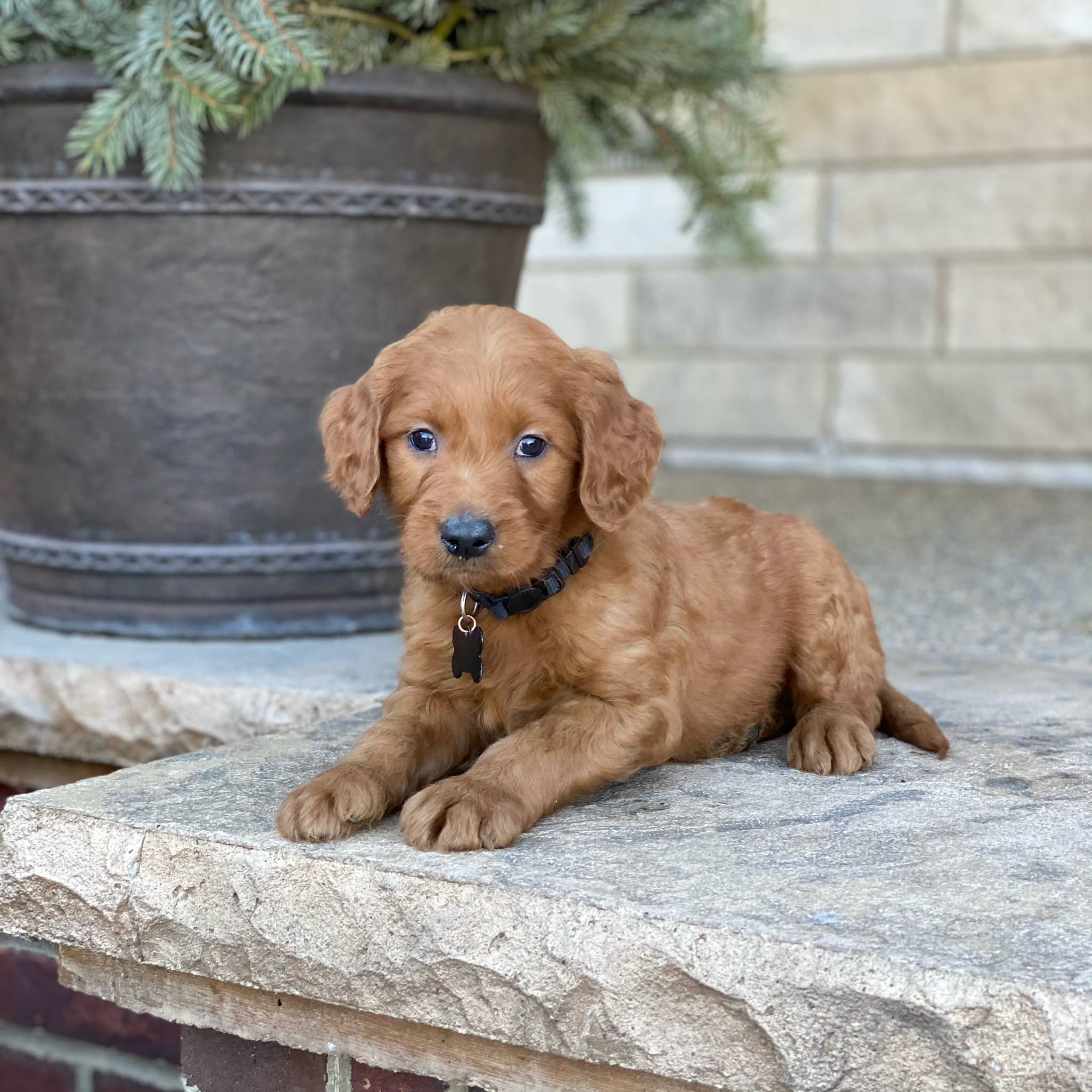 Sunshine Acres Goldendoodles: Dox