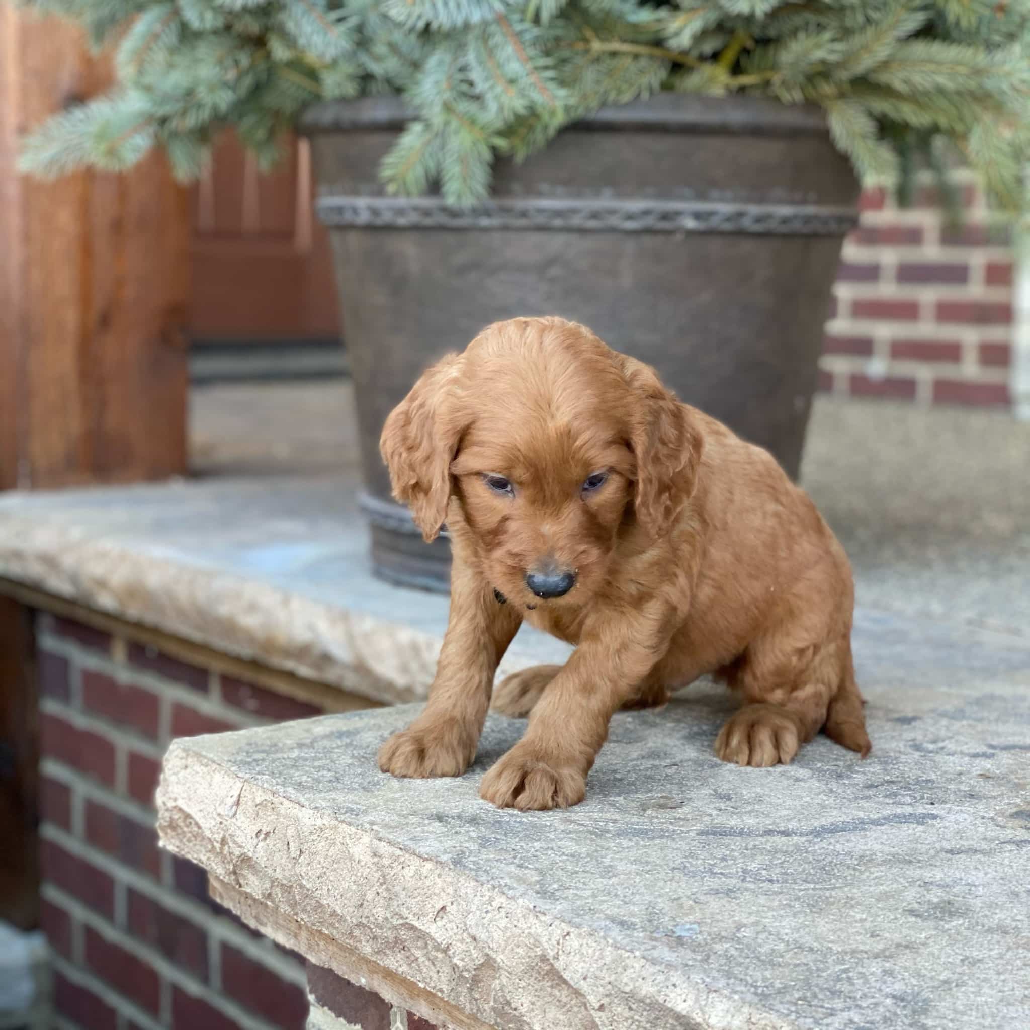 Sunshine Acres Goldendoodles: Dox