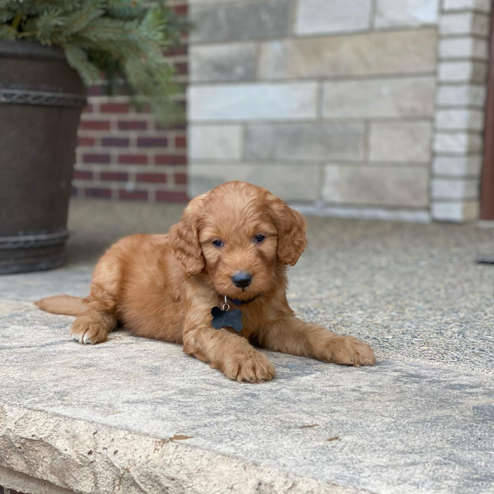 Sunshine Acres Goldendoodles Rocky sunshine-acres-goldendoodles-rocky